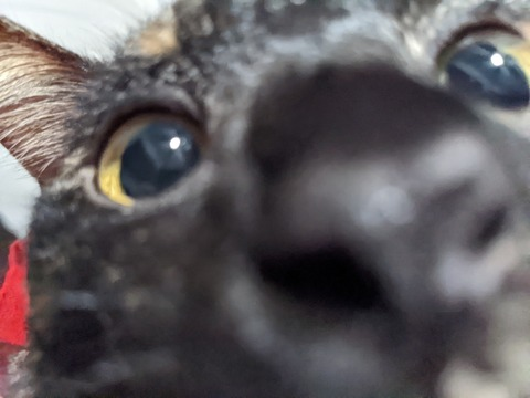 Brina Brat @meowhegao cover picture