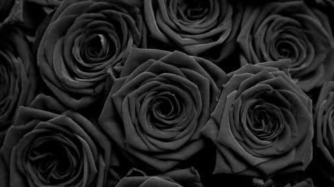 SJ Valenz @meowmixpls cover picture