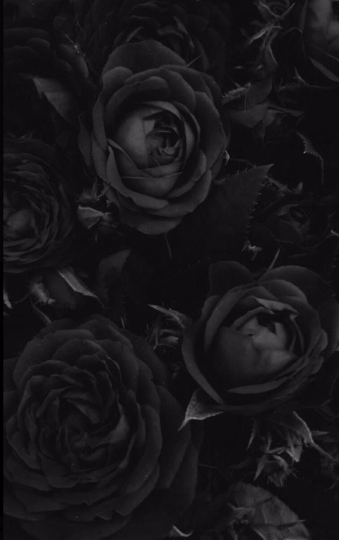 _metempsycose_ @metempsycose cover picture