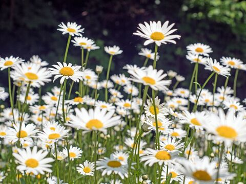Daisy @mommy_daisy cover picture