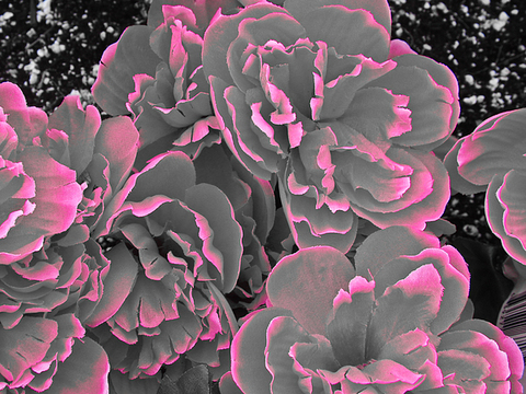 LyLy @moon-bby cover picture