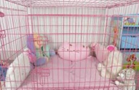𝔓𝔲𝔭𝔭𝔶 @moss.puppie cover picture