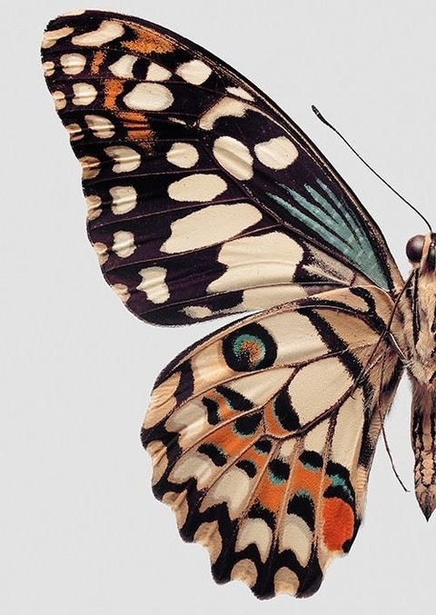 Mariposa López 🦋 @mrslopezafterdark cover picture