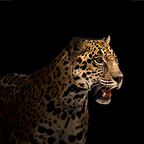 neechi OnlyFans Leaked 

 profile picture