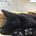 Onlyfans leaks nigiri 

 profile picture