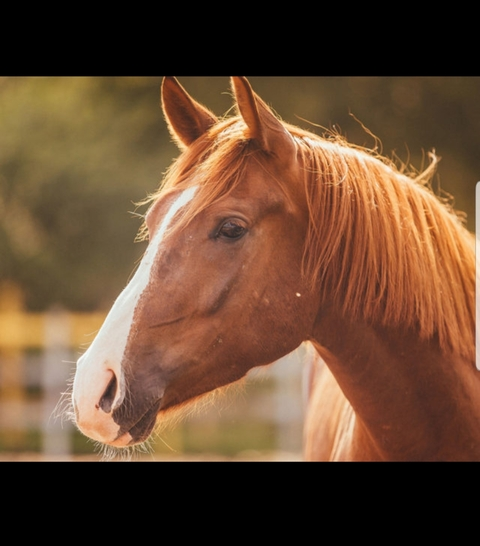 OldMcDonaldHadAHorseCock @oldmcdonaldhadahorsecock cover picture