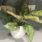 Download onlyplants OnlyFans leaks for free 

 profile picture