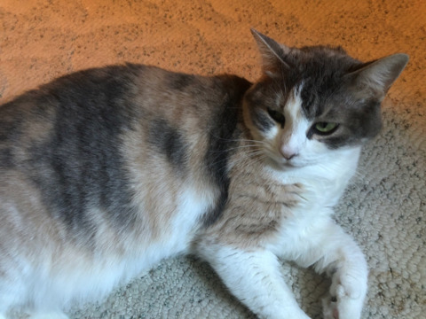 Rory @onlypurrs cover picture