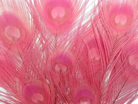 Palmitageez @palmitageez cover picture