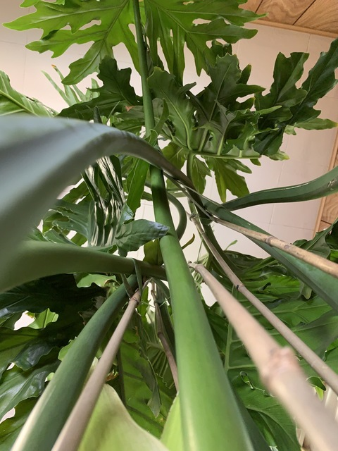 Plant Daddy🌱 @plant_dad69 cover picture