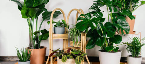 Ivy @plantvvitchvip cover picture