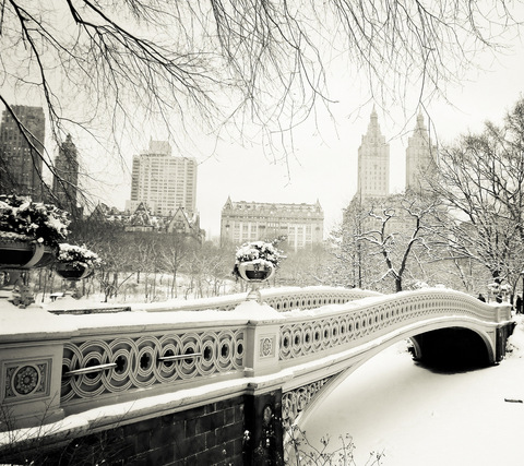 Kiwi @ponderingkiwi cover picture