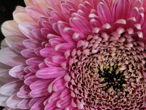 Porcelain @porcelain.gold cover picture
