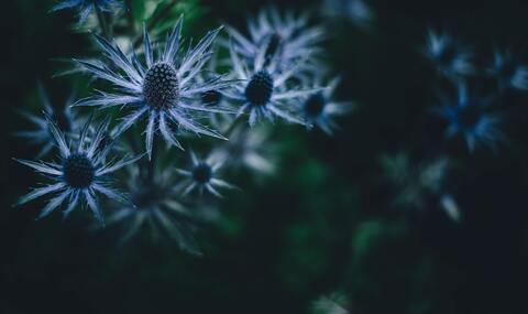 Lux Lavender @redgoddexx cover picture