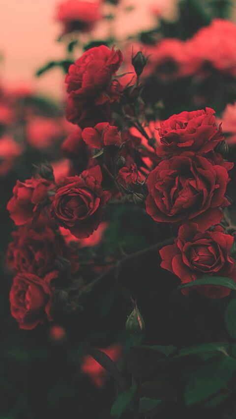 Rose Goddess FREE @rosegoddess_free cover picture