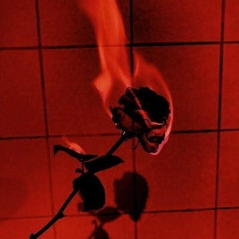 Rose 🥀🖤 @rosenyxandpetals cover picture