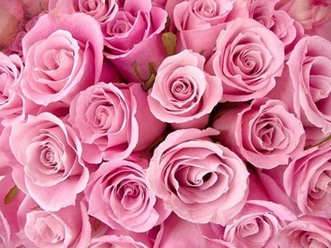 Rose @rosey.roses cover picture
