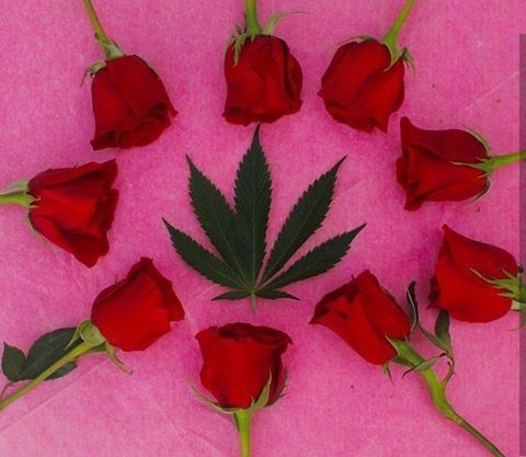 sadnaughtystonergirl @sadnaughtyst0nergirl cover picture