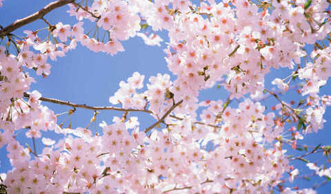 Sakura_Cherry @sakura_cherry cover picture