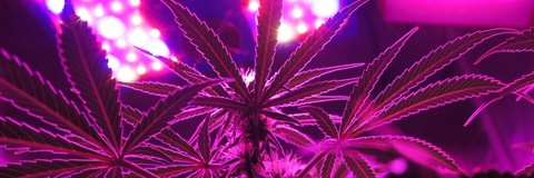 Solimar @salii_420 cover picture