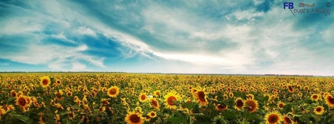 Sexy Sunflower 🌻 @sexy_sunflower521 cover picture