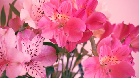Lia @shine_lines_free cover picture