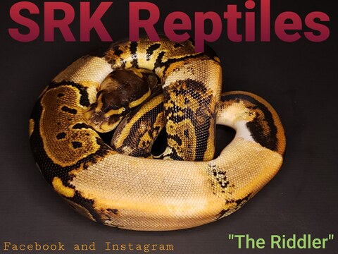 Mark @srk_reptiles cover picture