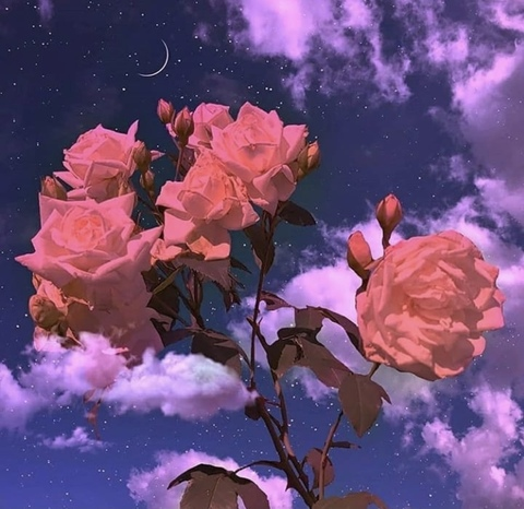Muneca De Girasol @sunflowerdolll cover picture