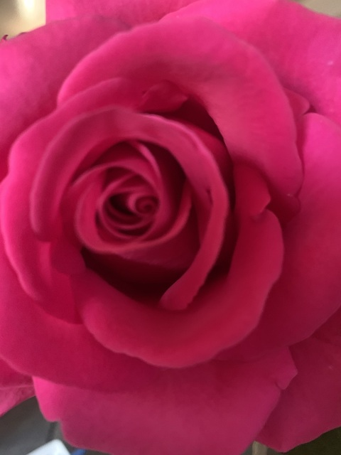 Staci Rose @thereal_stacirose cover picture