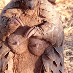 tyrannosaurus (Fascinating) OnlyFans Leaks 

 profile picture