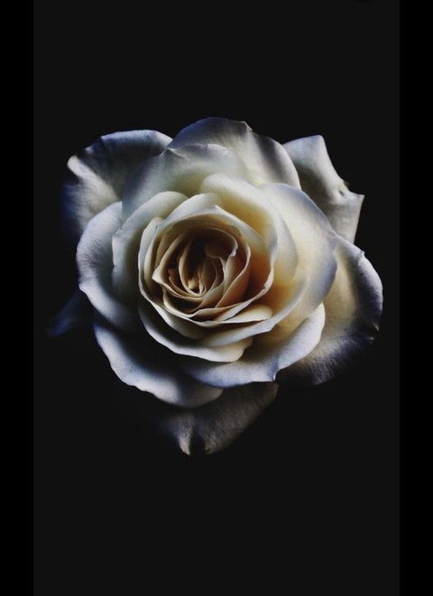 💙 Jade rose 💙 @u154520560 cover picture
