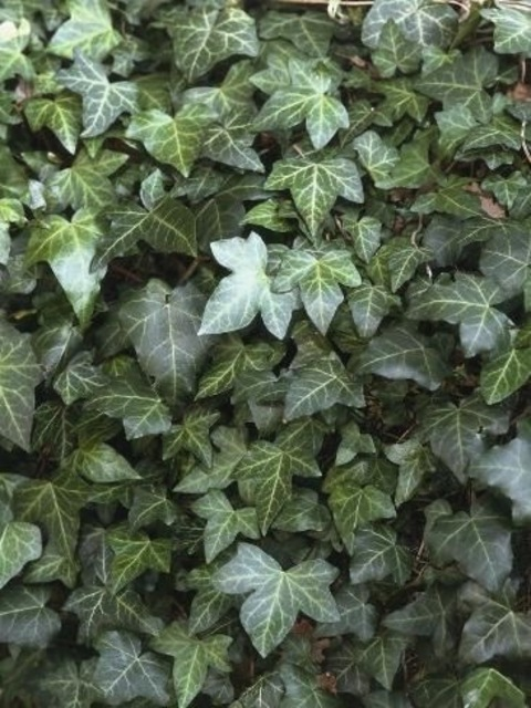 Vera Stirling @verastirling cover picture