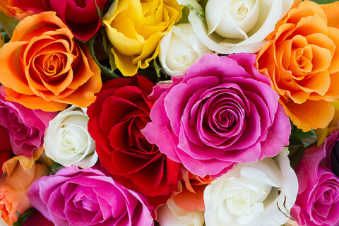 Wendypeppacorn @wendypeppacorn2150 cover picture