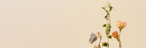 Violet @whatvioletdid cover picture