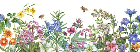 Header of wildflowerem