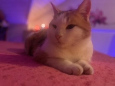 wildkittysalome @wildkittysalome cover picture