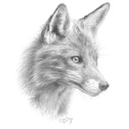 wildxfox (WildxFox) OnlyFans Leaked Videos and Pictures 

 profile picture