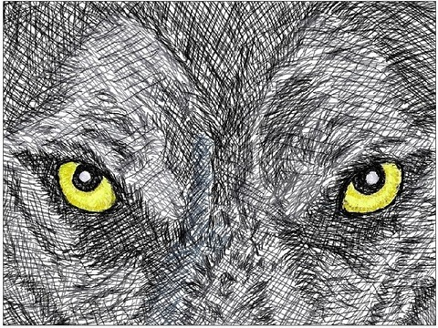 Wolf @wolfdreamer4944 cover picture