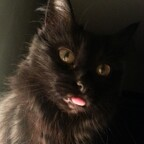xblackcatx OnlyFans Leaks 

 profile picture