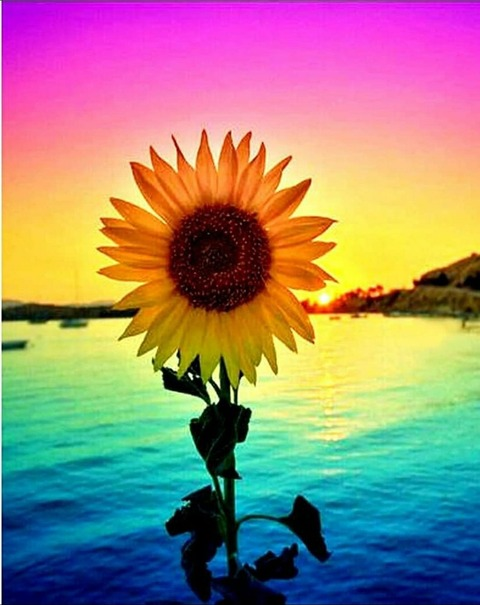 Chielsey 🌻 @xochielseyxo cover picture