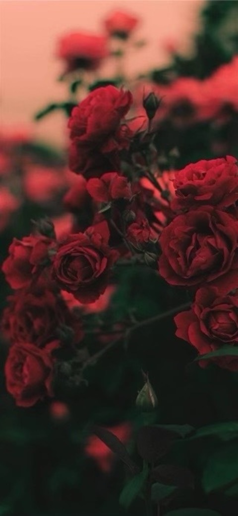 gigibaby @xogigixoxo cover picture