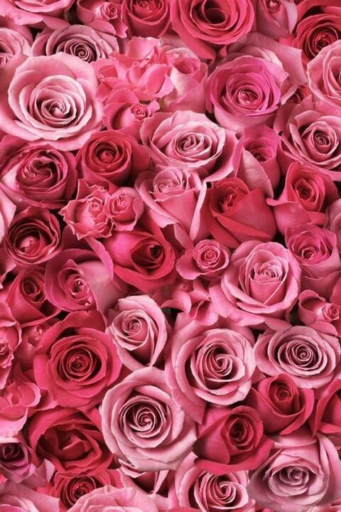 Rose @xoxorosieposey cover picture