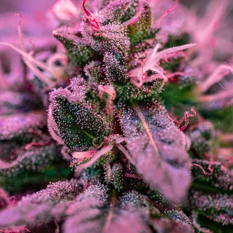 A @yeswecannabliss cover picture