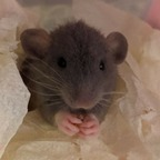 yourmom06 (Man I love rats(milr)) OnlyFans Leaked Pictures & Videos 

 profile picture